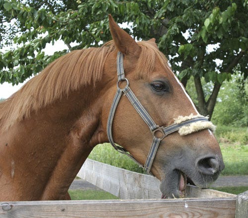 cribbing-horse-June 30